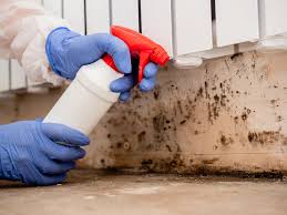 Why You Should Choose Our Mold Remediation Services in Bay St Louis, MS